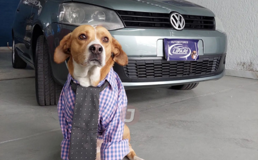 Perritos agencieros: de ser callejeros a empleados en blanco