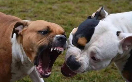 Intentó salvar a un perro de otros dos y la dueña de las mascotas la insultó