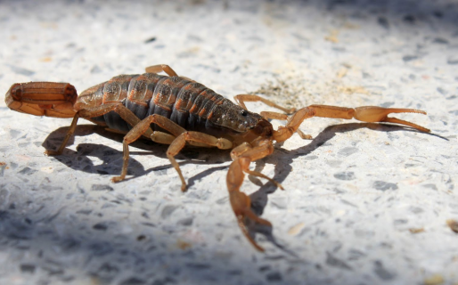 Cómo prevenir o actuar ante la picadura de alacranes tras su aparición en la zona