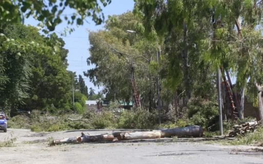 Le cayó una rama en la cabeza y falleció