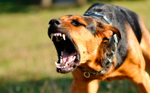 Un jubilado fue atacado por una jauría y está internado en terapia intensiva