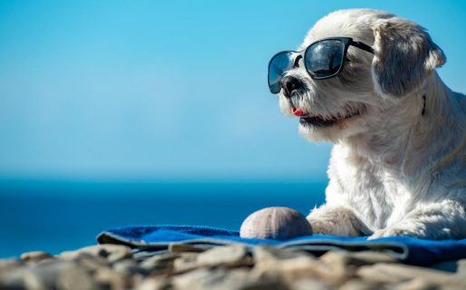 Consejos y herramientas para cuidar a las mascotas de las altas temperaturas