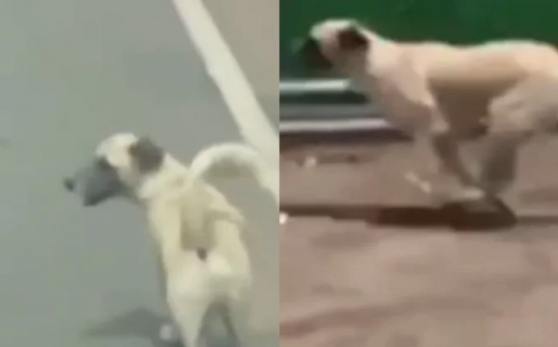 Persiguió por varios kilómetros a la ambulancia que trasladaba a su dueño