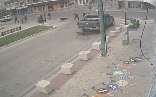 Robaron y vandalizaron los adornos que una Juguetería céntrica había colocado en la vereda