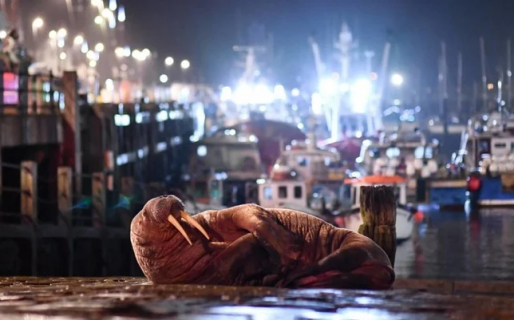 Cancelaron el espectáculo pirotécnico en una ciudad para no asustar a una morsa