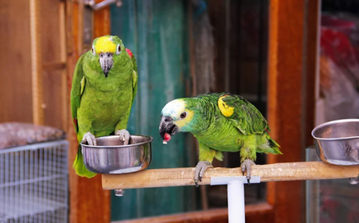 Qué es la “gripe del loro”, la enfermedad que dejó a 4 personas internadas en Santa Fe