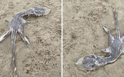 Desconcierto por el hallazgo del «bebé» del monstruo del Lago Ness en una playa desierta