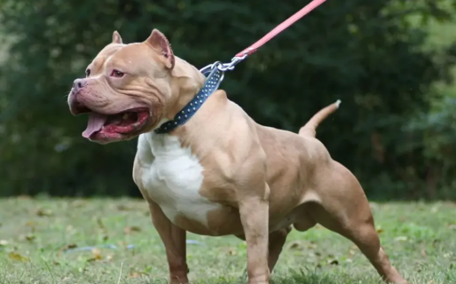 Registro de perros peligrosos: qué razas incluye y cuántas mascotas hay anotadas