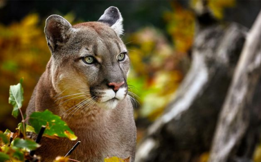 Las indicaciones en caso de encontrarse con un puma que se hicieron virales: “Si lo ataca, defiéndase”