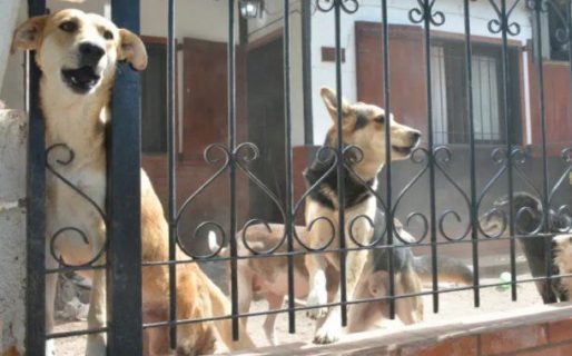 Encontraron muerta y comida por sus perros a una mujer en su casa