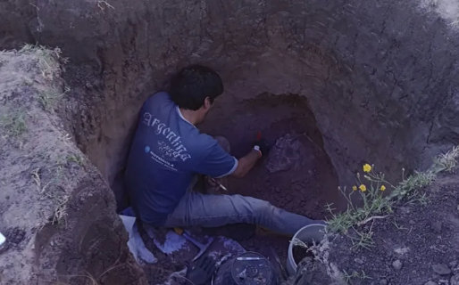 Encontraron restos del tigre diente de sable de la Era de Hielo