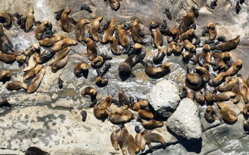 Rada Tilly: Récord de crías de lobos marinos en Punta Marqués