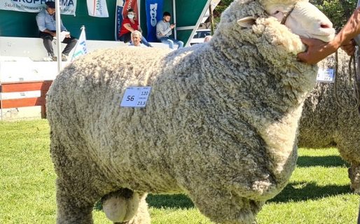 Continúa este fin de semana la 85° Exposición de Ganadería y Afines en la Sociedad Rural