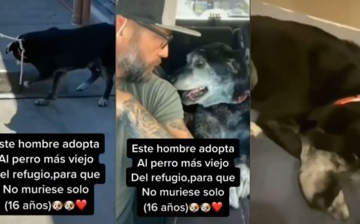 Un hombre adoptó al perro más viejo de un refugio para que no muriera solo y su historia conmovió a todos