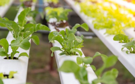 Inscripción abierta para Taller de Hidroponia