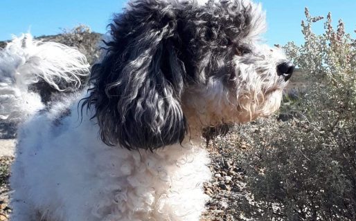 Buscan en Km3 a una perra desaparecida