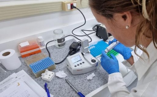 Estudian en Brasil el ADN de ballenas de Rada Tilly