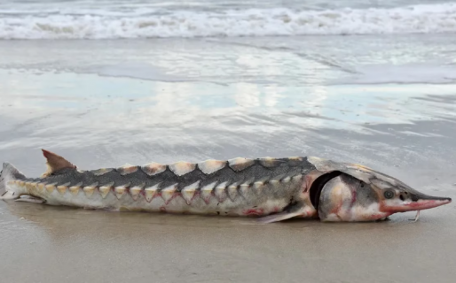 Increíble: Encuentran un pez “prehistórico” en una playa