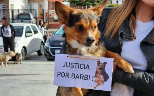 Los sangrientos antecedentes de maltrato animal que ponen en vilo a los vecinos de Km3