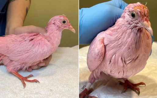 Indignante: pintaron de rosa a una paloma para anunciar el sexo del bebé y los escracharon