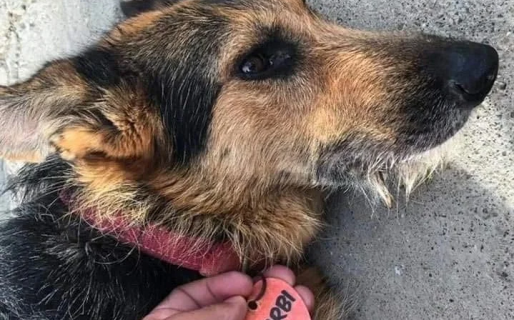 Este sábado se realizará una marcha por “Barbi”, la perra asesinada en Km.3