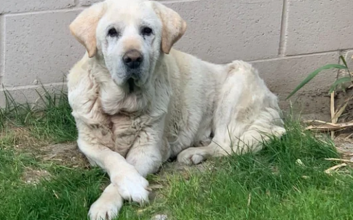 Hace casi una semana que Chicko falta en su casa: ofrecen recompensa por hallarlo