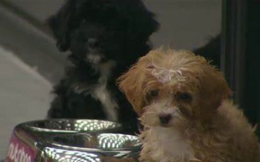 Qué pasó con Caramelo: preocupación en las redes por uno de los perritos de Gran Hermano