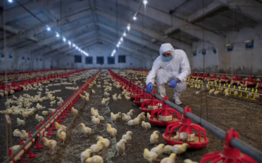 Por un caso de gripe aviar altamente patógeno, la Argentina suspende las exportaciones de pollo y huevo
