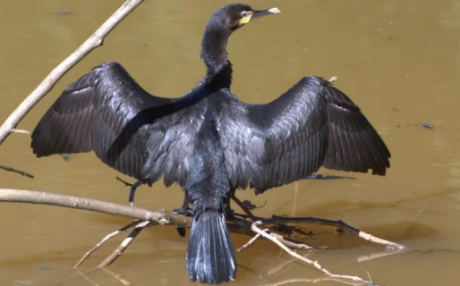 Confirmaron el primer caso de gripe aviar en la Argentina y declararon la emergencia sanitaria