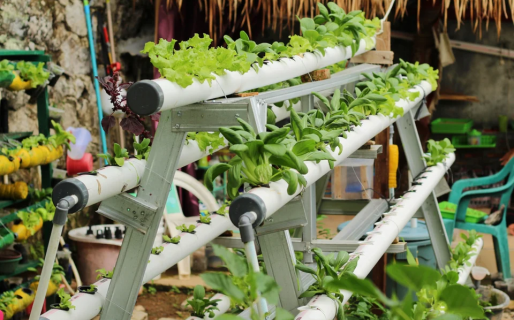 Arranca un taller de hidroponía en Rada Tilly