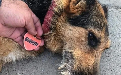 Piden colaboración de vecinos para dar con los sospechosos de matar cruelmente a Barbi