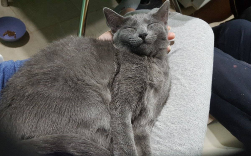 Ofrece 10 mil pesos y un tatuaje como recompensa por su gata desaparecida