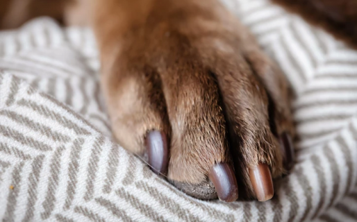 La emotiva historia de Ringo, se perdió tras un choque y logró reencontrarse con su familia