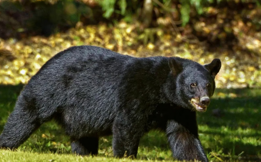 Un oso encontró una cámara de vida silvestre y se sacó 400 selfies