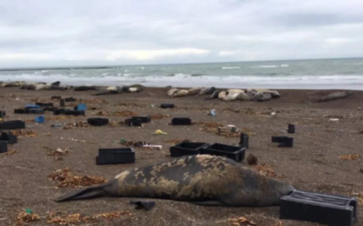 Realizarán tareas de limpieza en las costas de Chubut