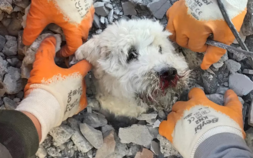 El dramático rescate de un perro entre los escombros luego de un terremoto