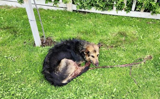 Crueldad: Apuñalaron a una perrita en km. 3