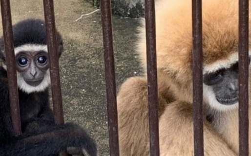 Resuelven el misterio en un zoológico de una mona que quedó embarazada viviendo sola durante años