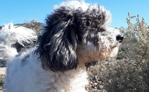 Continúa la desesperada búsqueda de Olivia, por la cual ofrecen 30 mil pesos de recompensa