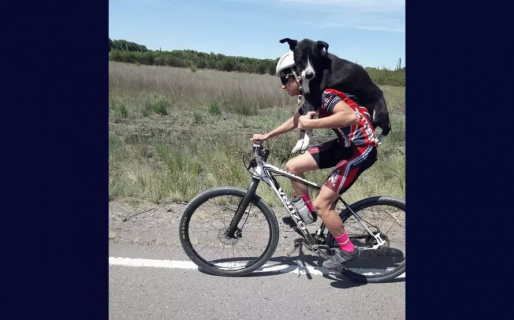 Conmovedor: encontró un perrito abandonado en plena ruta y no lo dejó solo