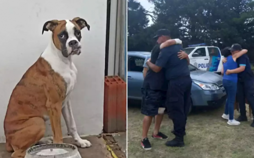 La conmovedora historia de Ringo, un perro que se perdió tras un choque y logró reencontrarse con su familia