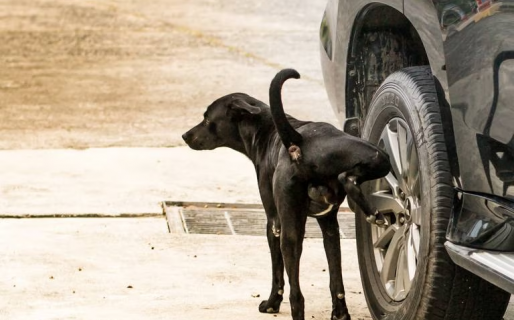 Revelan porqué los perros suelen orinar en las ruedas de los automóviles