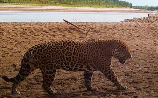 Mató un yaguareté y se jactó del aberrante hecho en las redes: fue detenido por caza ilegal