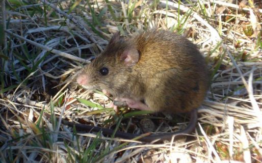 Murió una mujer de 45 años en la ciudad de Bariloche por hantavirus