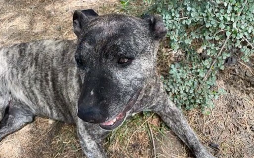 Buscan dar con el responsable de la muerte de Otto, el perrito asesinado hace una semana en Bella Vista Sur