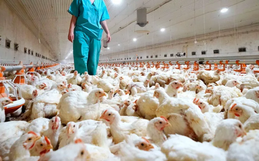 Afirman que sacrificarán más de 180.000 pollos por el foco de gripe aviar en Río Negro