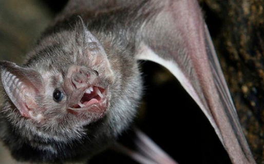 Detectaron un caso de rabia en Trevelin: vacunarán casa por casa a las mascotas