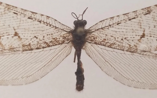 Un insecto gigante de la era de los dinosaurios fue redescubierto a las afueras de un supermercado