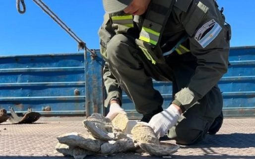 Gendarmería demoró a un camionero por llevar fósiles de hace 12 millones de años