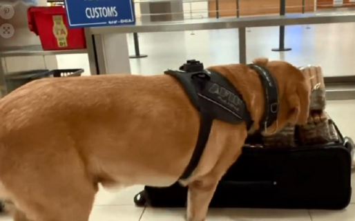 La Aduana detuvo a un pasajero que intentó ingresar al país con más de 4.000 habanos en su equipaje